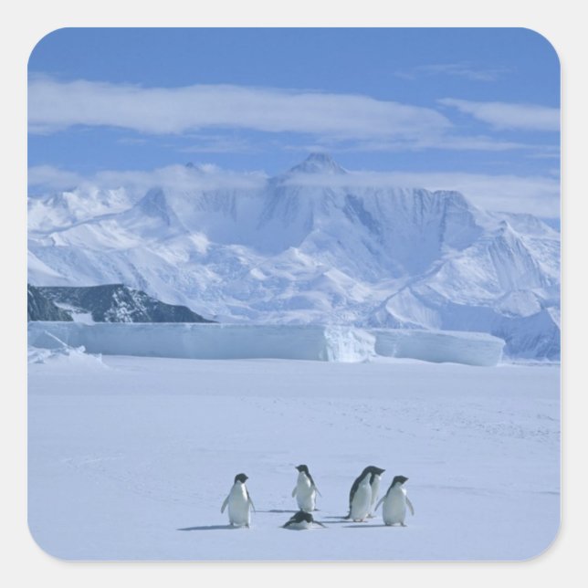 Adelie Penguins, Pygoscelis adeliae), Square Sticker (Front)