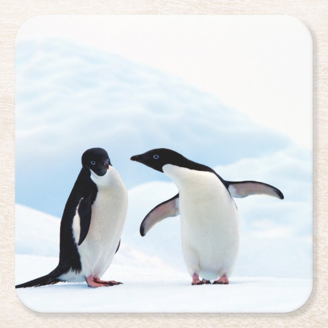 Adelie Penguins Square Paper Coaster (Front)