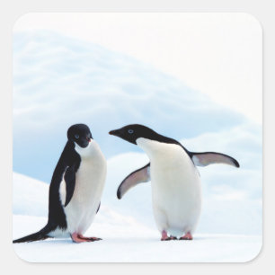 Adelie Penguins Square Sticker