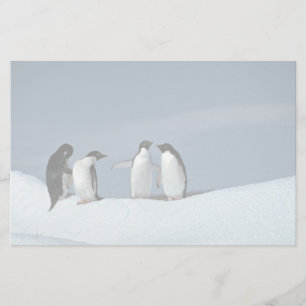 Adelite penguins, Antarctica Stationery