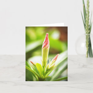 Adenium Notecard
