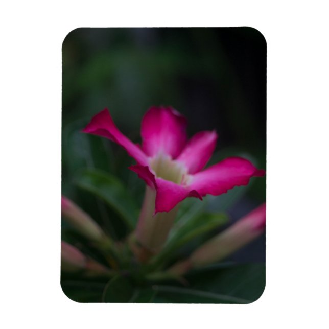 Adenium obesum magnet (Vertical)