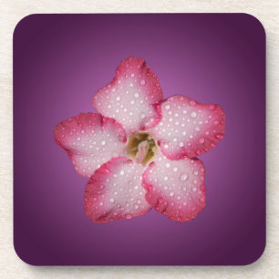 Adenium Pink Flower Flora Gradient Violet Coaster