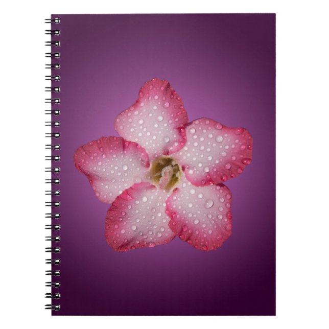 Adenium Pink Flower Flora Gradient Violet Notebook (Front)