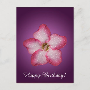 Adenium Pink Flower Flora Gradient Violet Postcard