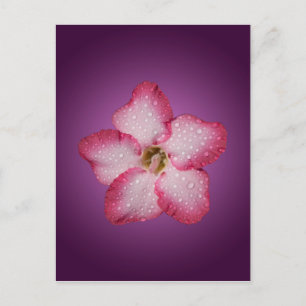 Adenium Pink Flower Flora Gradient Violet Postcard