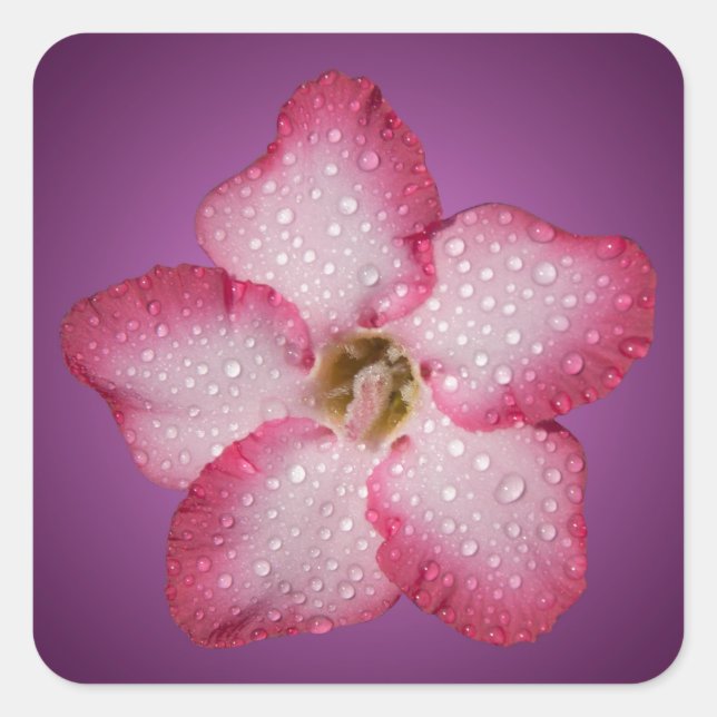 Adenium Pink Flower Flora Gradient Violet Square Sticker (Front)