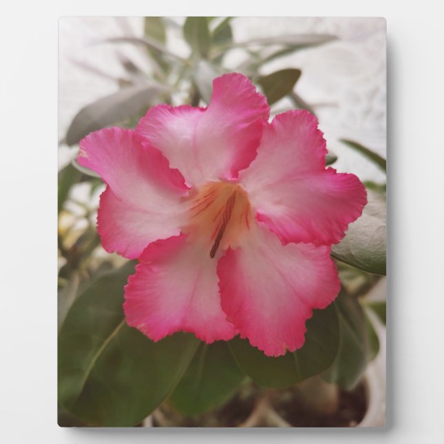 Adenium pink white flowers floral nature graden pl plaque (Front)