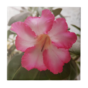 Adenium pink white flowers floral nature graden pl tile
