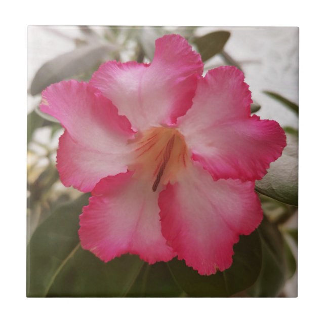 Adenium pink white flowers floral nature graden pl tile (Front)