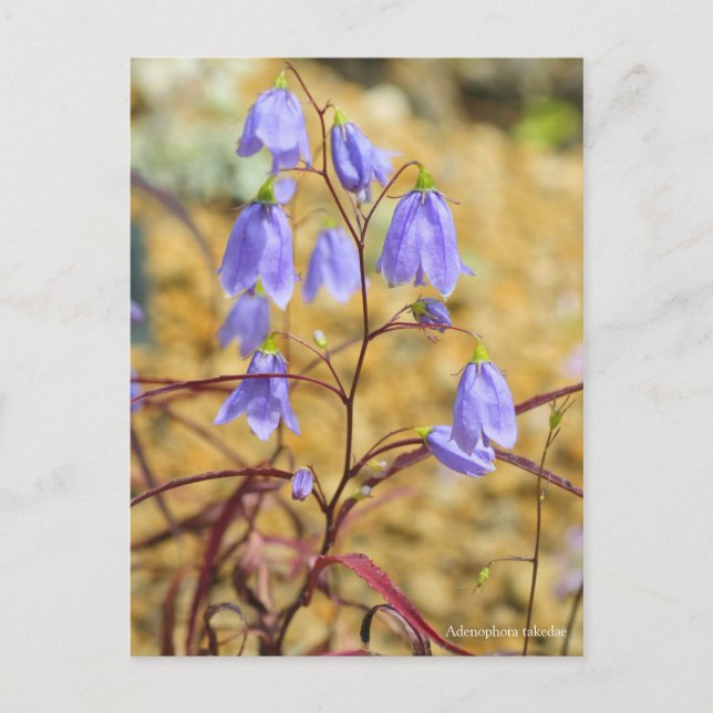 Adenophora takedae [Postcard] ポストカード Postcard (Front)
