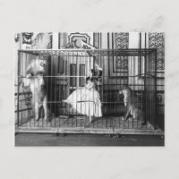 Adgie and Her Trained Lions Vintage Circus 1897