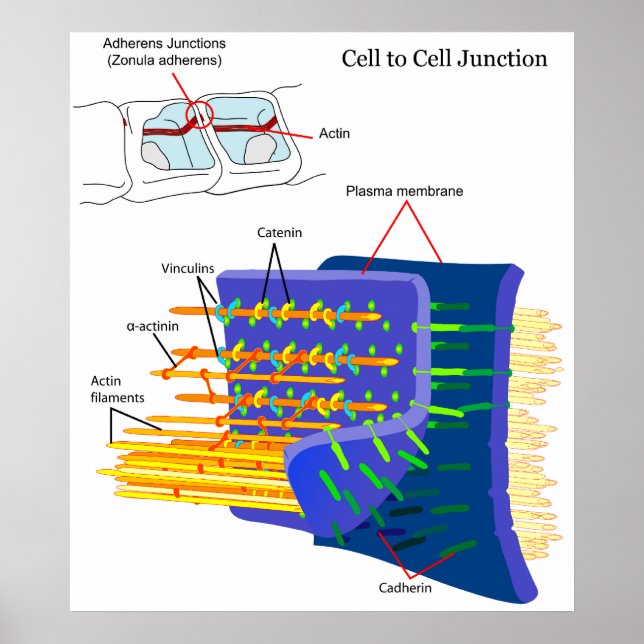 Adherens Junctions Protein Complexes Diagram Poster (Front)