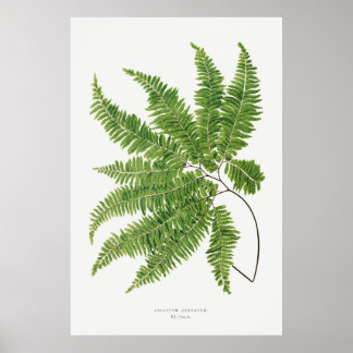 Adiantum Curvatum from Ferns British and Exotic (1 Poster