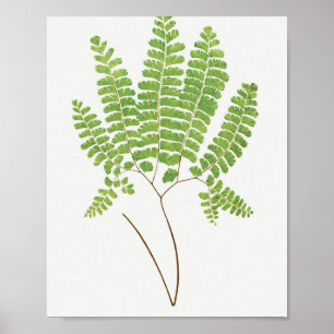 Adiantum Pedatum (Northern Maidenhair Fern) from F Poster