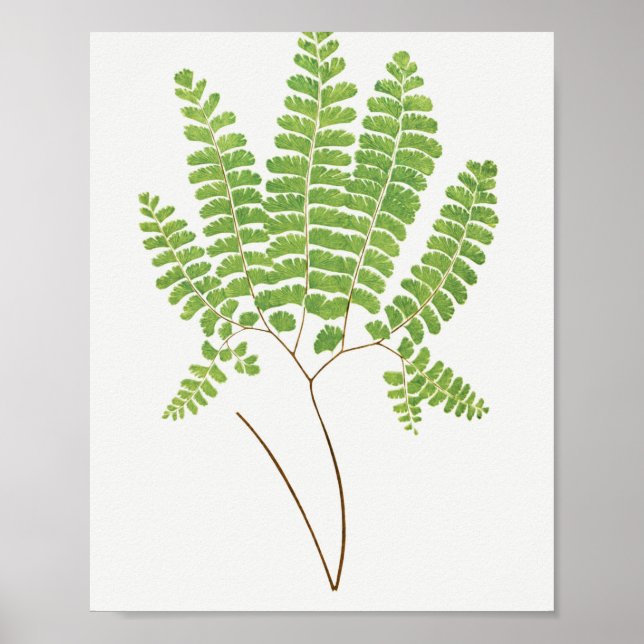 Adiantum Pedatum (Northern Maidenhair Fern) from F Poster (Front)