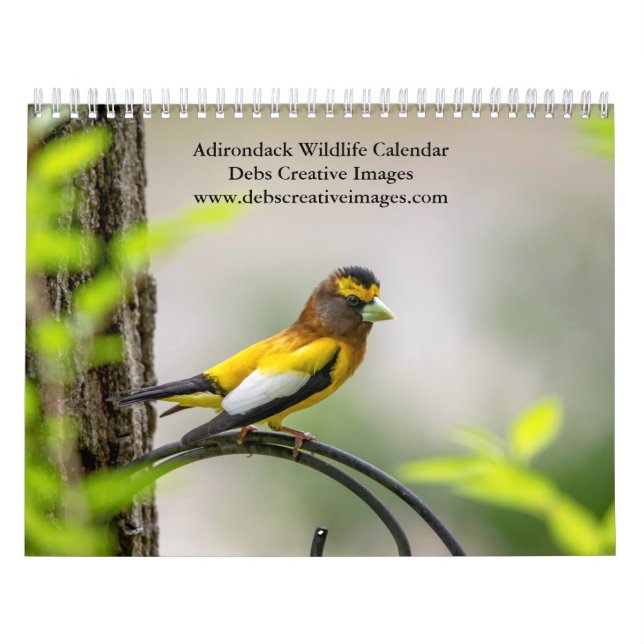 Adirondack Wildlife 2026 Calendar (Cover)