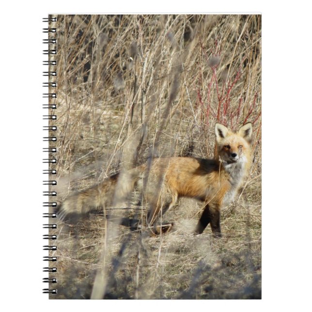 Adirondacks (NY) Red Fox Spiral Notebook (Front)
