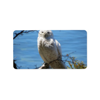 Adirondacks (NY) Snowy Owl Address Labels