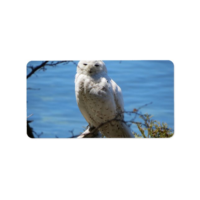 Adirondacks (NY) Snowy Owl Address Labels (Front)