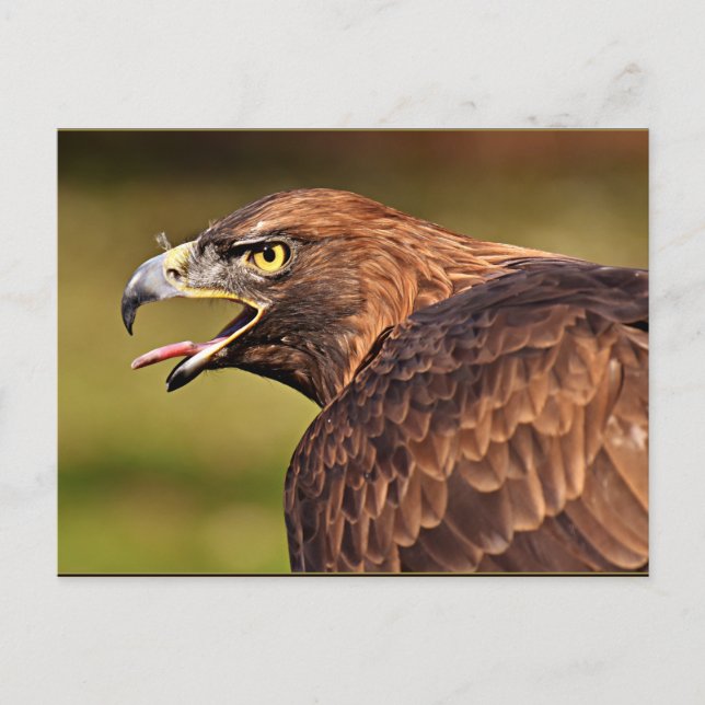 Adler, Bird of Prey Postcard (Front)