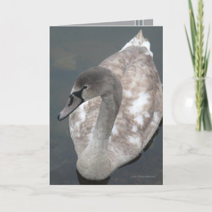 Adolescent Beauty Card