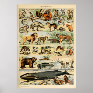 Adolphe Millot Animals Poster