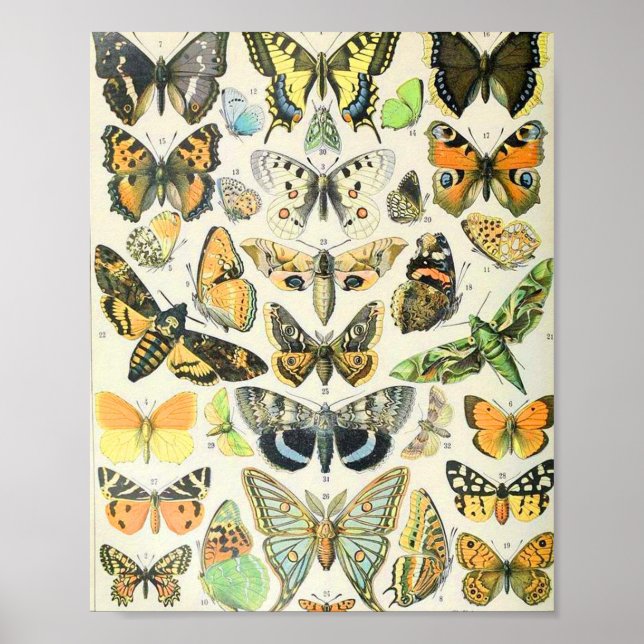 Adolphe Millot butterflies A Poster (Front)