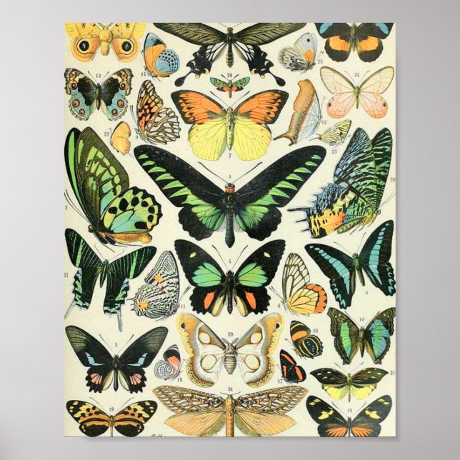Adolphe Millot butterflies B Poster (Front)