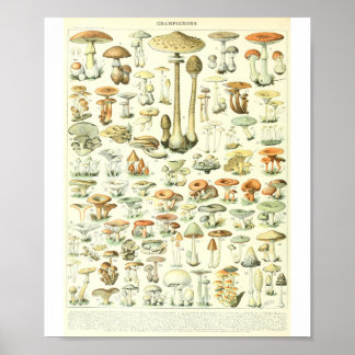 Adolphe Millot Champignon B Mushrooms Chart