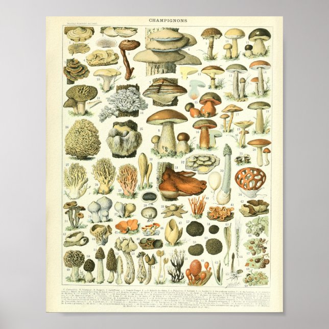Adolphe Millot Champignon Mushroom Print (Front)
