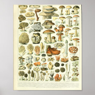 Adolphe Millot Champignon Poster