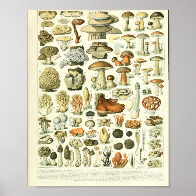 Adolphe Millot Champignon Poster (Front)
