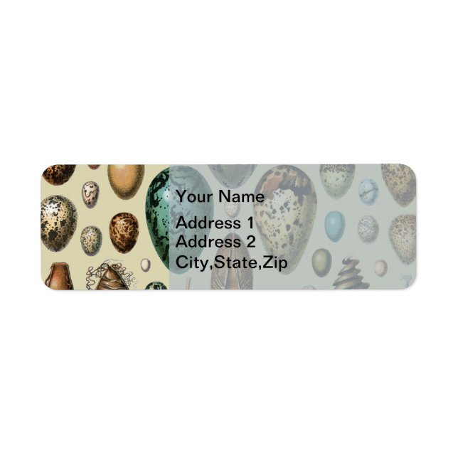 Adolphe Millot Dark Academia Vintage Bird Egg Art (Front)