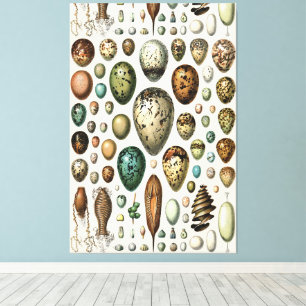 Adolphe Millot Dark Academia Vintage Bird Egg Art Canvas Print