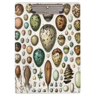 Adolphe Millot Dark Academia Vintage Bird Egg Art Clipboard