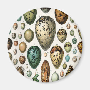 Adolphe Millot Dark Academia Vintage Bird Egg Art Magnet