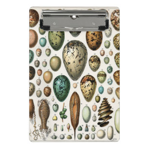 Adolphe Millot Dark Academia Vintage Bird Egg Art Mini Clipboard
