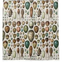 Adolphe Millot Dark Academia Vintage Bird Egg Art