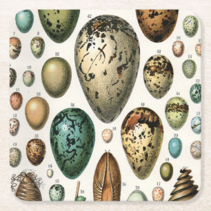 Adolphe Millot Dark Academia Vintage Bird Egg Art Square Paper Coaster