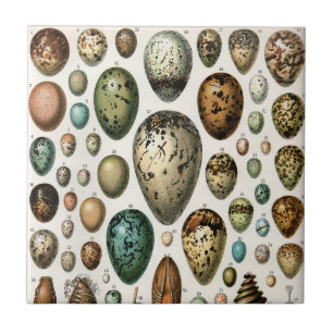 Adolphe Millot Dark Academia Vintage Bird Egg Art Tile