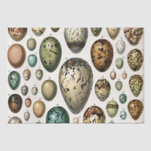 Adolphe Millot Dark Academia Vintage Bird Egg Art Tissue Paper