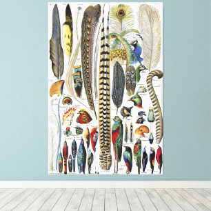 Adolphe Millot Dark Academia Vintage Bird Feather Canvas Print