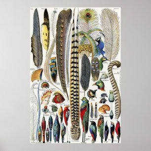 Adolphe Millot Dark Academia Vintage Bird Feather Poster