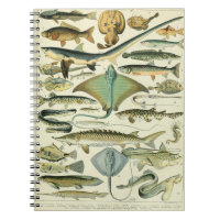 Adolphe Millot Fish Pattern-A