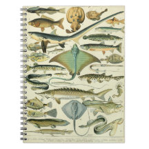 Adolphe Millot Fish Pattern-A