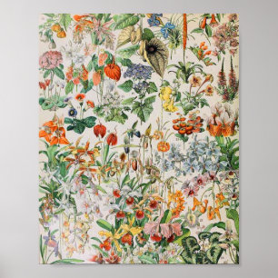 Adolphe Millot flowers D Poster