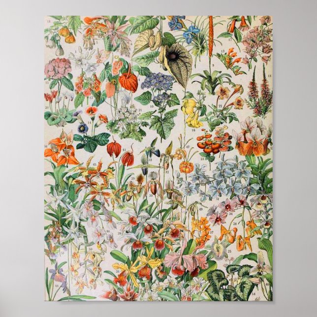 Adolphe Millot flowers D Poster (Front)