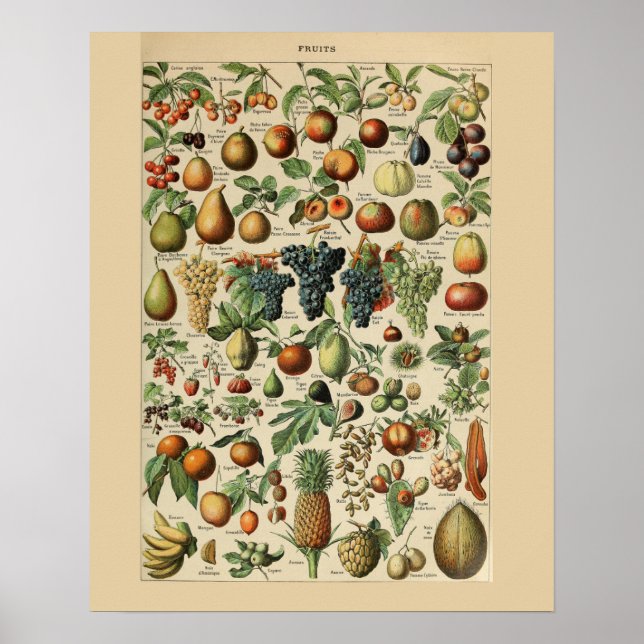 Adolphe Millot Fruits Print Poster (Front)