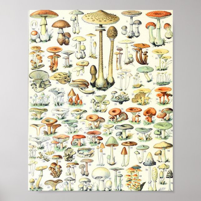 Adolphe Millot mushroom B Poster (Front)